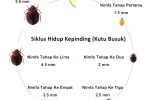 bagaimana bentuk kutu busuk