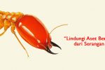 cara mengetahui tanda keberadaan rayap