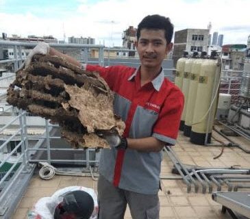 jasa pembasmi sarang tawon dan lebah