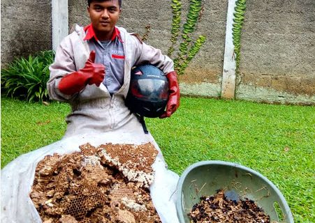 jasa pembasmi sarang tawon dan lebah
