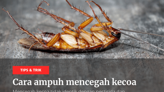 cara ampuh mencegah kecoa