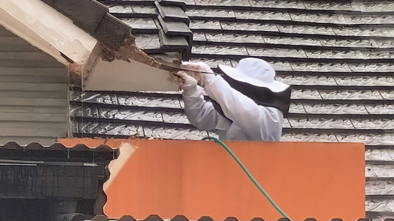 jasa pembasmi sarang lebah