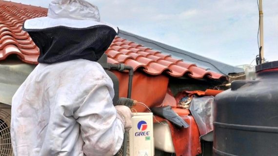 jasa pembasmi sarang tawon kramat jati jakarta timur