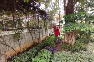pest control rayap, jasa pembasmi laron