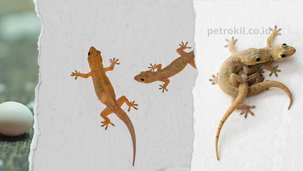 10 Cara Usir Cicak Dari Rumah Terbukti Efektif 25 Cara Usir Cicak Dari Rumah