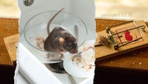 cara membasmi tikus di rumah