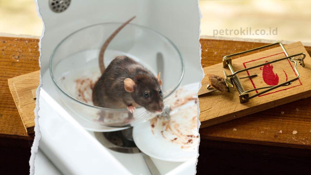 10 Cara Membasmi Tikus di Rumah yang Terbukti Ampuh 40 cara membasmi tikus di rumah