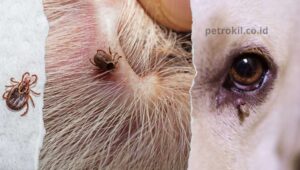 Mencegah Kutu Caplak pada Anjing