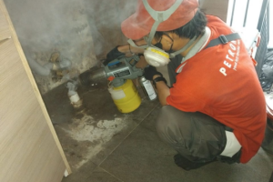 Jasa Pembasmi Hama Cipayung Depok No.1 Terbaik