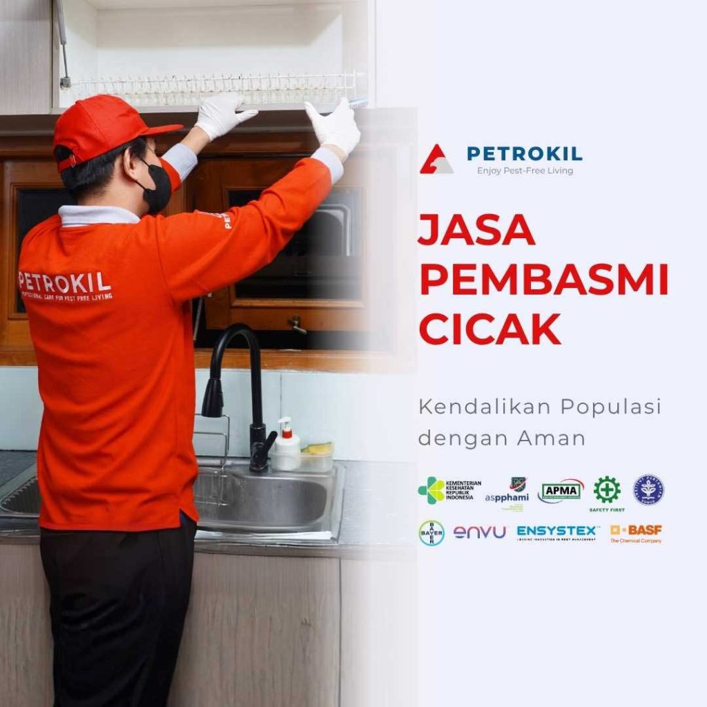 Teknisi profesional Petrokil sedang melakukan jasa pembasmi cicak di rumah pelanggan dengan peralatan pest control modern.