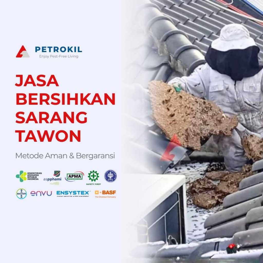Teknisi Petrokil sedang melakukan penyemprotan sarang tawon di atap rumah menggunakan peralatan keselamatan lengkap sebagai bagian dari layanan jasa pembasmi sarang tawon profesional.