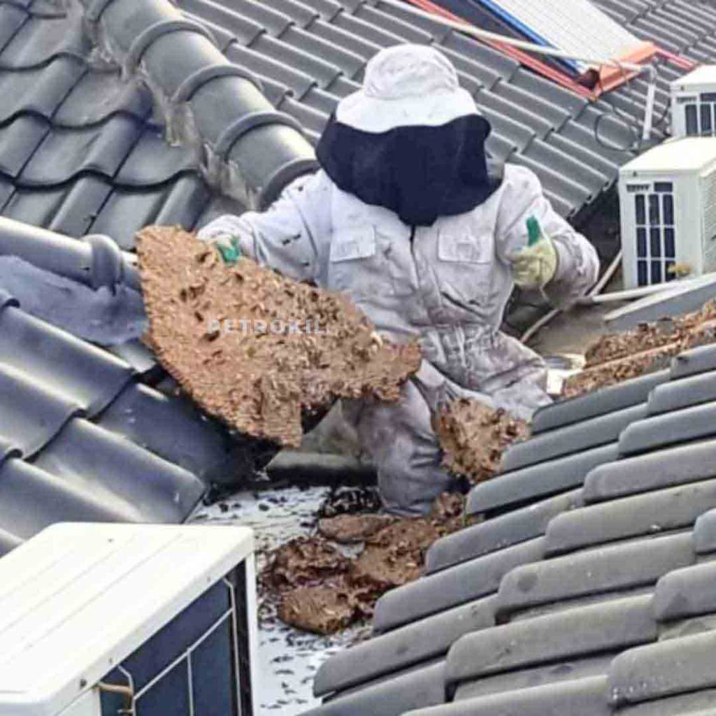 Jasa Anti Rayap & Pest Control | Chemical Kualitas Jerman - Australia 53 Teknisi jasa pembasmi tawon Petrokil sedang membersihkan sarang tawon di area rumah dengan peralatan keselamatan lengkap.