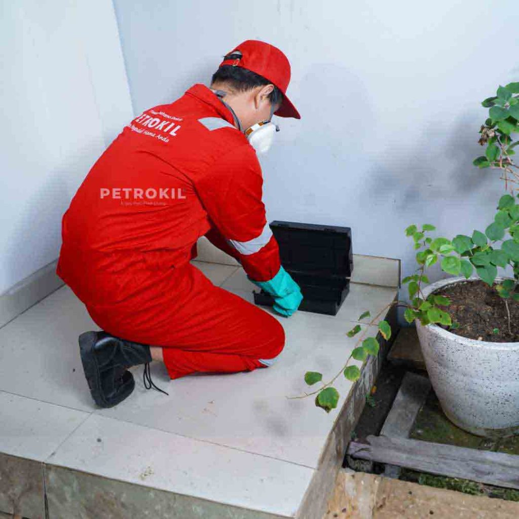 Jasa Anti Rayap & Pest Control | Chemical Kualitas Jerman - Australia 51 Teknisi Petrokil sedang melakukan pemasangan stasiun umpan sebagai bagian dari layanan jasa pembasmi tikus Petrokil di area industri dan hunian.