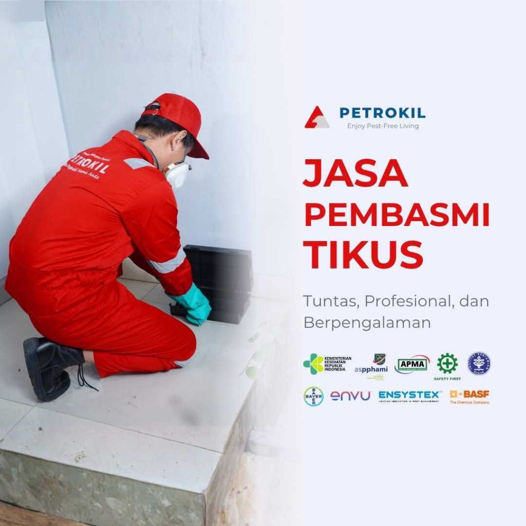 Jasa Pembasmi Tikus Terbaik | Jabodetabek 14 teknisi Petrokil sedang melakukan inspeksi dan pemasangan perangkap dalam layanan jasa pembasmi tikus profesional di rumah pelanggan