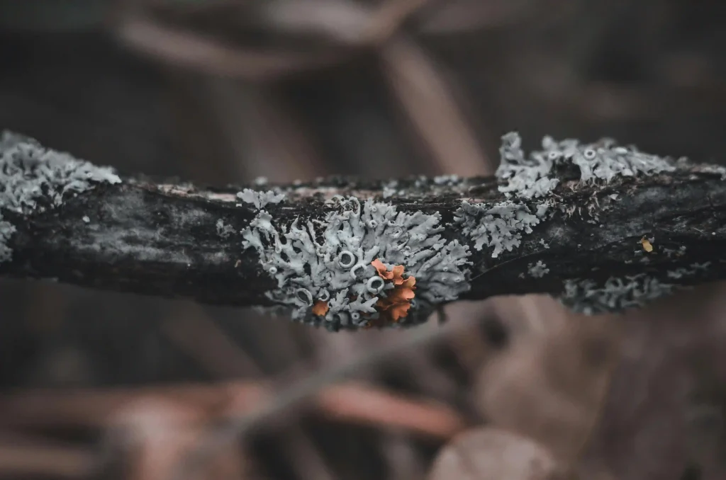 Jamur Pelapuk Kayu - Pexels Svitlana Ivanova