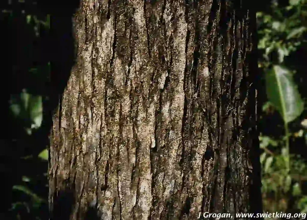 Kayu Mahoni - Source Wikimedia - Cfree14