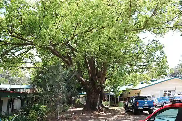 Kayu kamper - Source Wikimedia - Heritage branch staff