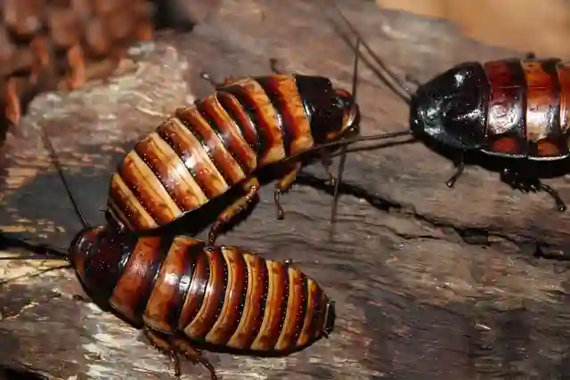 Kecoa Kayu - Pixabay bayan_izzani