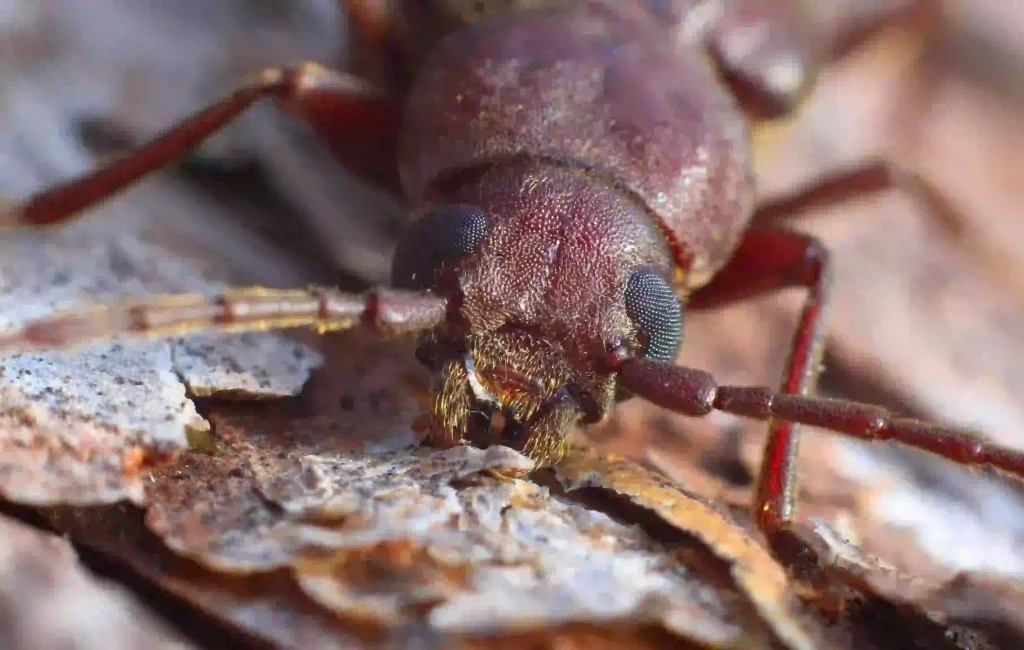 Kumbang Bubuk Kayu - Source Pexels Jakub288