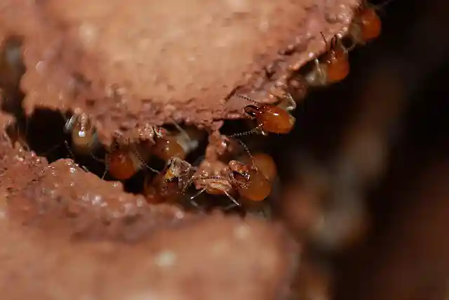 Persembunyian rayap di bawah tanah - Source Wikimedia - Nikhil More